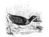 Purple Gallinule (Porphyro hyacinthinus), used for making `purple`, Heb. TaNSheMeTh in Lev.11.18, Deut.14.16, sometimes translated `swan`